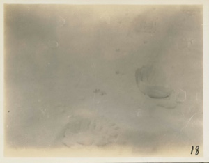 Image of Polar Bear Tracks